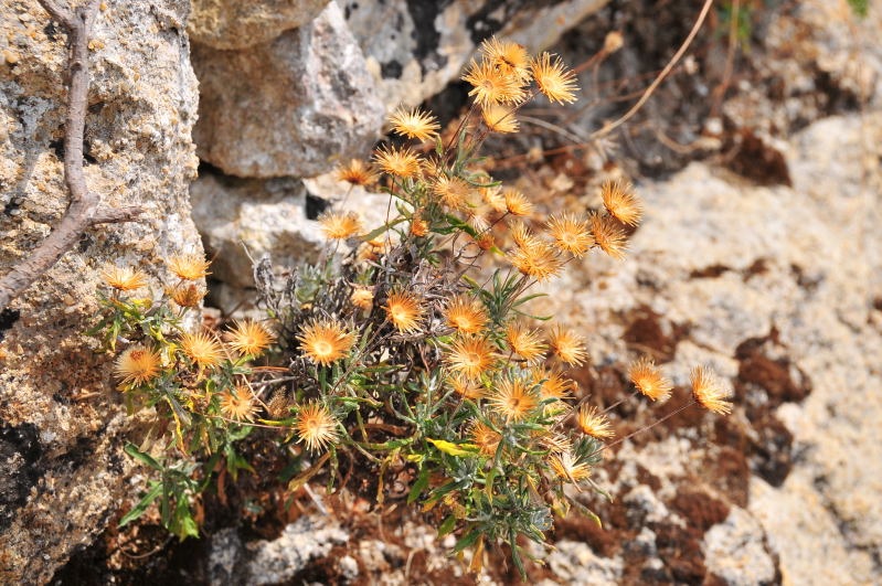 Phagnalon cfr. saxatile e Pallenis spinosa